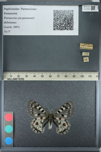 Media type: image;   Entomology 174639